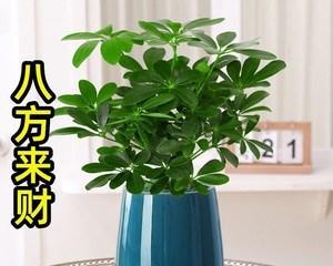 让八方来财旺盛无比的秘诀（掌握这个关键，财运永远旺盛）-第2张图片-绿意生活