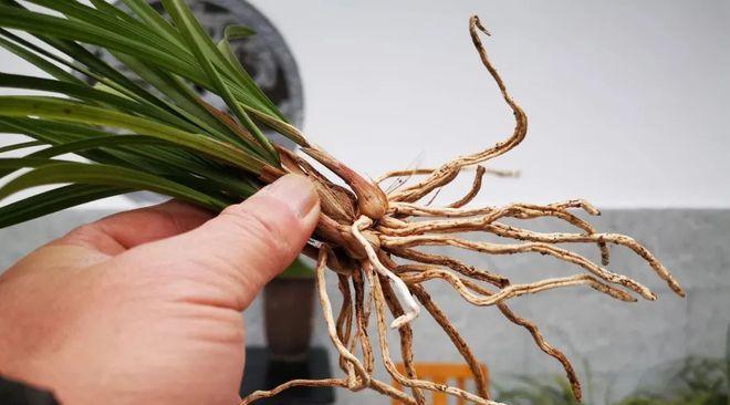 掌握正确时间，让兰花栽种更成功（最佳栽种时间及移栽建议）-第1张图片-绿意生活