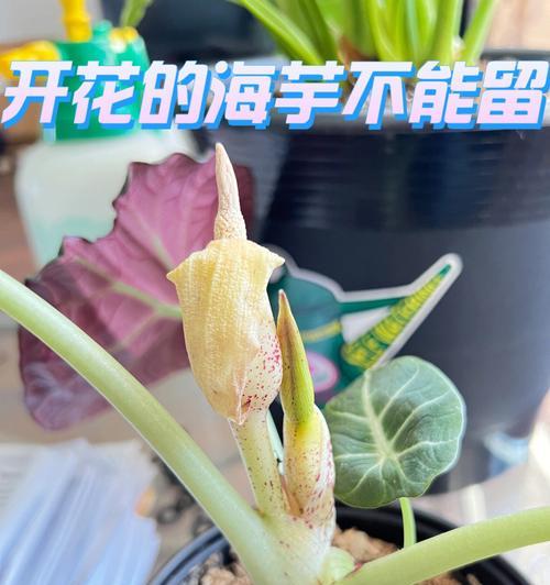 探秘海芋开花之美（了解海芋开花过程，赏析海芋盛放）-第3张图片-绿意生活