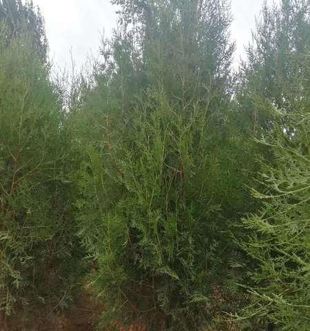 侧柏树在农村中的应用与价值-第2张图片-绿意生活
