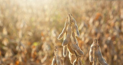 大豆，一种优质植物资源（生长环境、营养价值和应用领域）-第3张图片-绿意生活