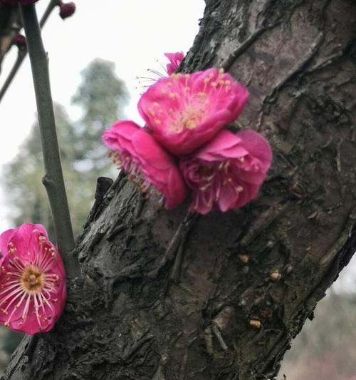 梅花的香味和特性如何？从梅花的香味探究其形态特征和药用价值-第1张图片-绿意生活