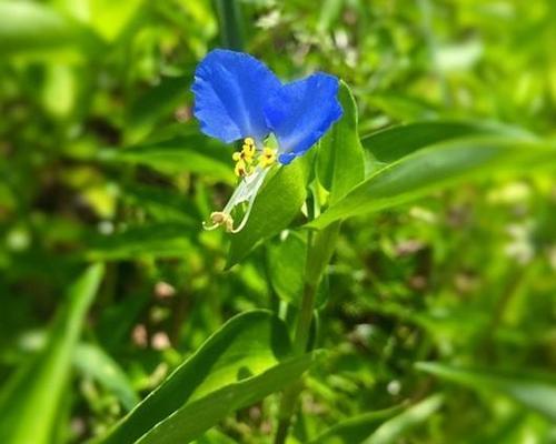 兰花草的象征什么意义？揭秘兰花草的意义和代表的含义-第2张图片-绿意生活