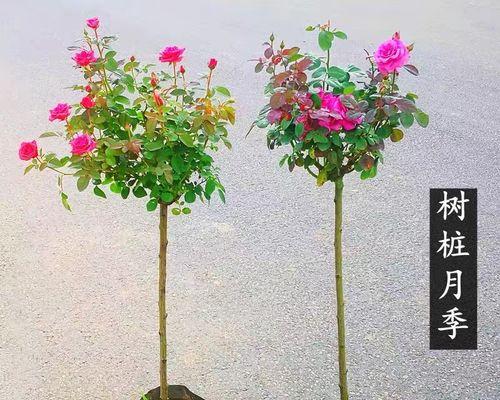 蔷薇花能否在室内种植？蔷薇花在室内的种植及护理要点-第1张图片-绿意生活