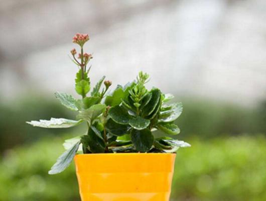 哪些植物有驱蚊虫的功效？驱蚊虫植物花卉大全-第1张图片-绿意生活