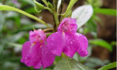 凤仙花的生命周期和特点如何？探究凤仙花的生长周期和生命特征-第1张图片-绿意生活