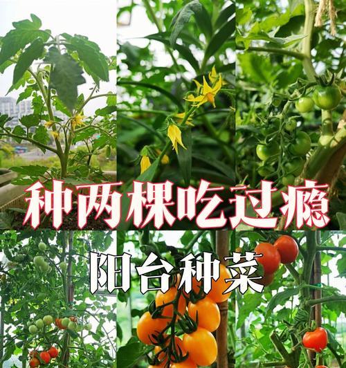 如何种植西红柿？西红柿种植技巧全解析-第1张图片-绿意生活