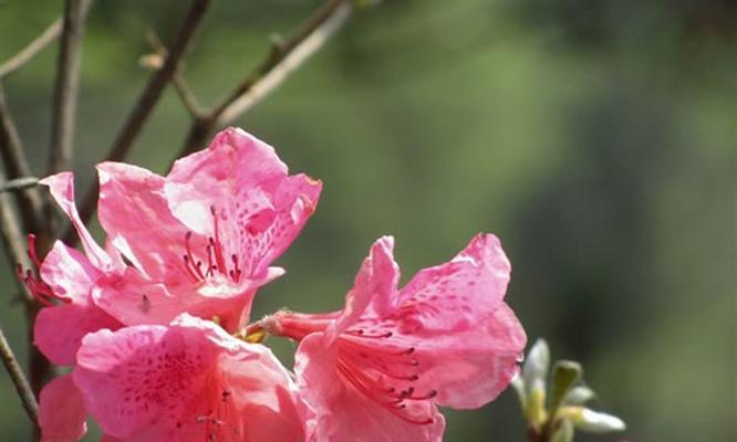 杜鹃花都有哪些颜色？探秘杜鹃花的颜色世界-第3张图片-绿意生活