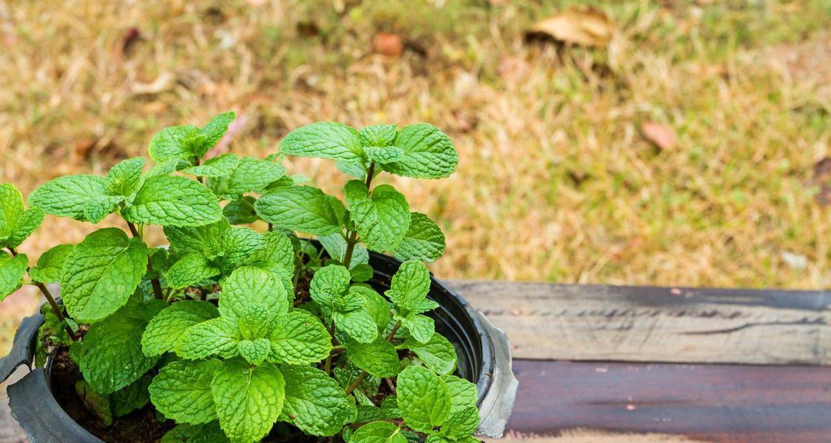 薄荷的养殖方法是什么？从种植到收获，全面掌握薄荷的种植技巧-第3张图片-绿意生活