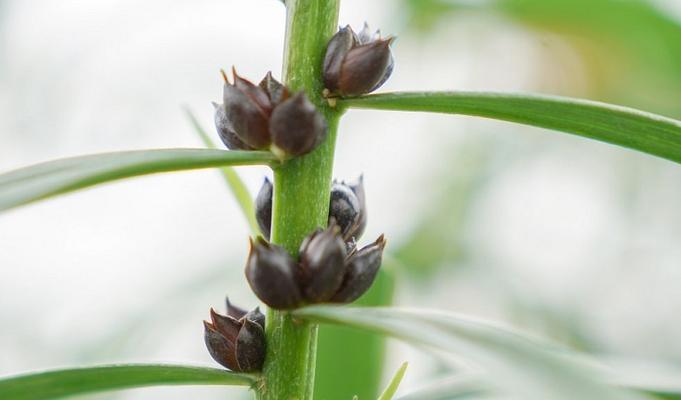 如何正确分株百合花？图解分株方法及时间，快速繁殖百合花-第3张图片-绿意生活