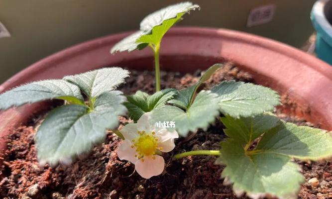 草莓的开花结果周期是多久？管理技巧分享-第2张图片-绿意生活