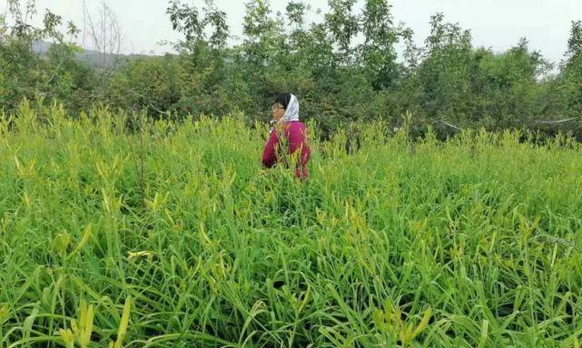 黄花菜哪个月份采摘最佳？黄花菜收获时间详解-第3张图片-绿意生活