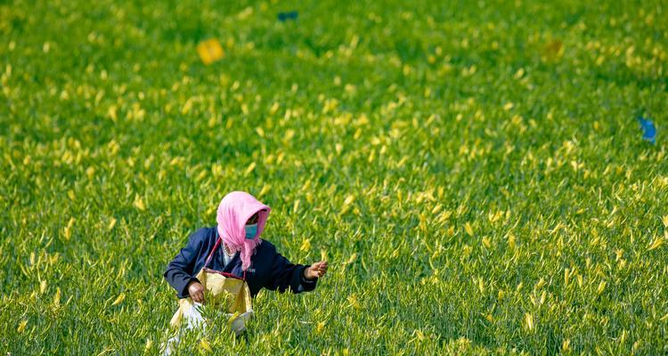 黄花菜的收获时间是什么时候？掌握最佳采收时间以及注意事项-第3张图片-绿意生活