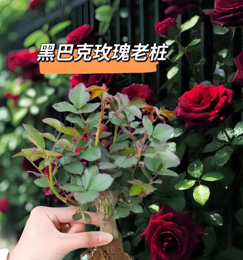 玫瑰花养护全攻略（打造优美玫瑰花园，提高开花率）-第1张图片-绿意生活