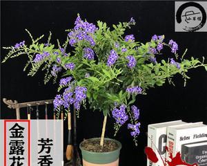 如何修剪蕾丝金露花（打造精致花园——蕾丝金露花的修剪技巧）-第3张图片-绿意生活