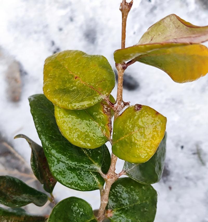 雨水的神奇之处——植物生长的秘密（探秘雨水的养分、调节和保护功能）-第1张图片-绿意生活