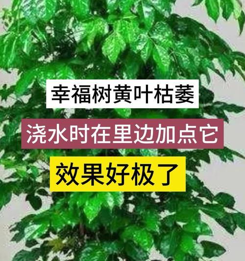 幸福树移盆后的注意事项（幸福树移盆后需要浇水吗？移盆后如何照顾幸福树？）-第3张图片-绿意生活