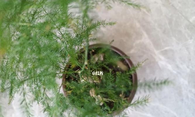 如何有效清除文竹长虫子（有效方法，保护文竹，养护文竹）-第2张图片-绿意生活