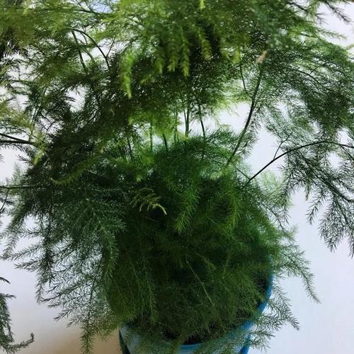 如何有效清除文竹长虫子（有效方法，保护文竹，养护文竹）-第3张图片-绿意生活