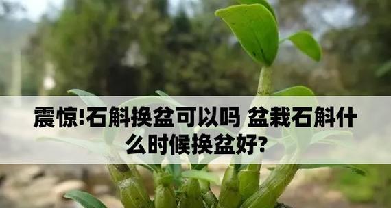 石斛种植时间与生长周期详解（掌握关键，助力丰收——石斛生长管理实践指南）-第1张图片-绿意生活