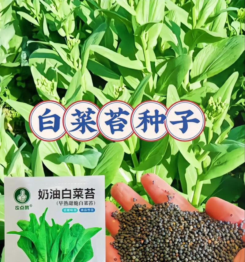 大白菜最佳收获时间剖析（哪个月份最适合收获大白菜？大白菜收获时间关键要点一览）-第3张图片-绿意生活