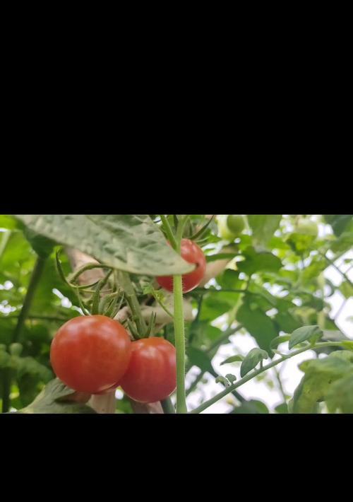 草莓采摘时间和收获季节详解（如何把握草莓采摘时间及注意事项）-第1张图片-绿意生活