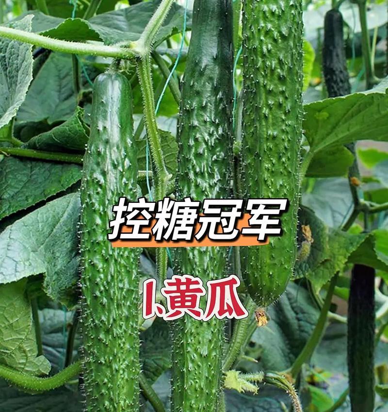 黄瓜含糖量高，你真的知道吗？（揭秘黄瓜的真面目——不仅仅是低卡蔬菜）-第1张图片-绿意生活