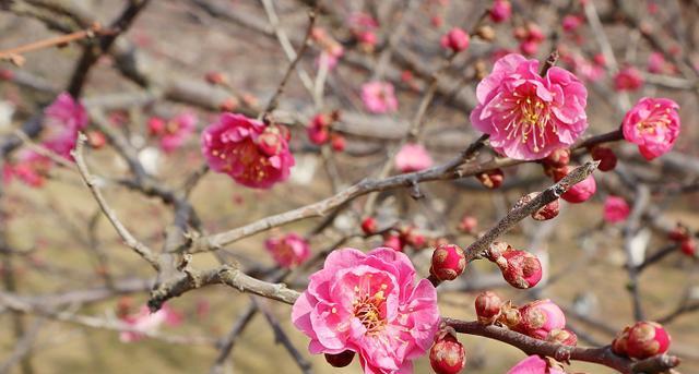 梅花盛开时间及生长环境（探秘梅花的花期和地理分布）-第1张图片-绿意生活