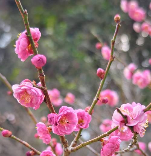 梅花盛开时间及生长环境（探秘梅花的花期和地理分布）-第2张图片-绿意生活