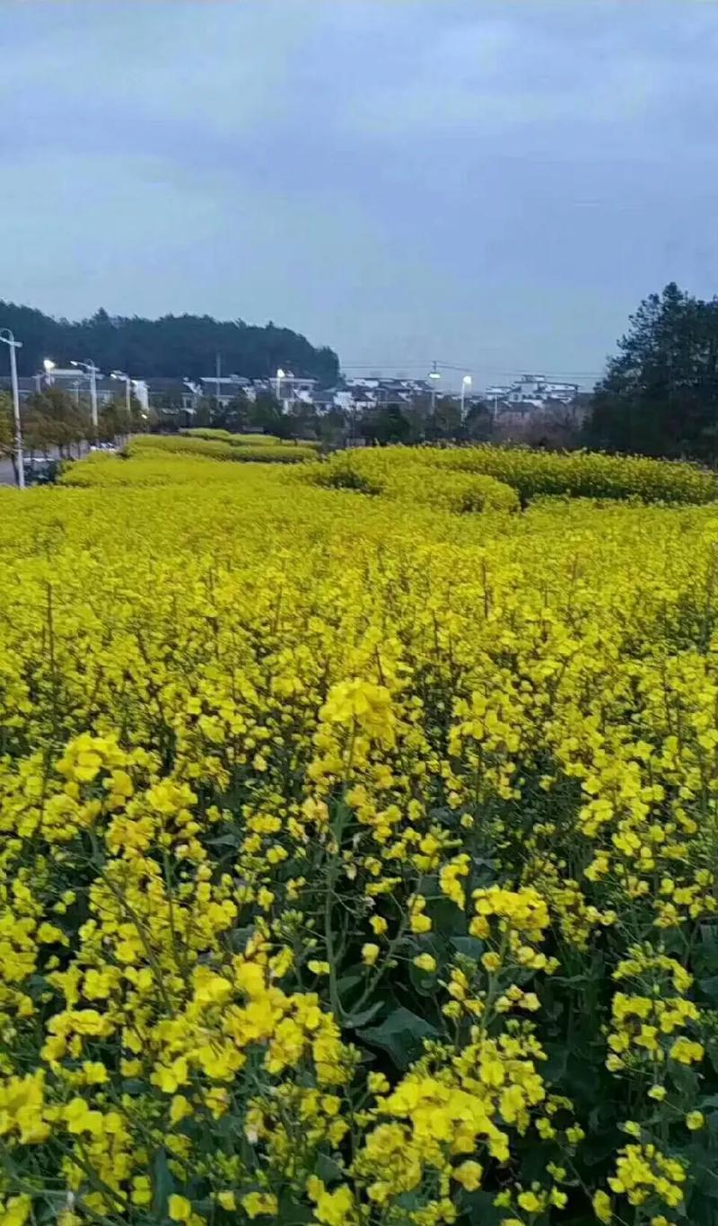 油菜花是单性花吗？（了解油菜花的性别特征及结构构造）-第2张图片-绿意生活