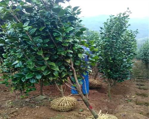 油茶苗种植时间详解（最佳种植季节、适宜气候条件、种植技巧和注意事项）-第2张图片-绿意生活