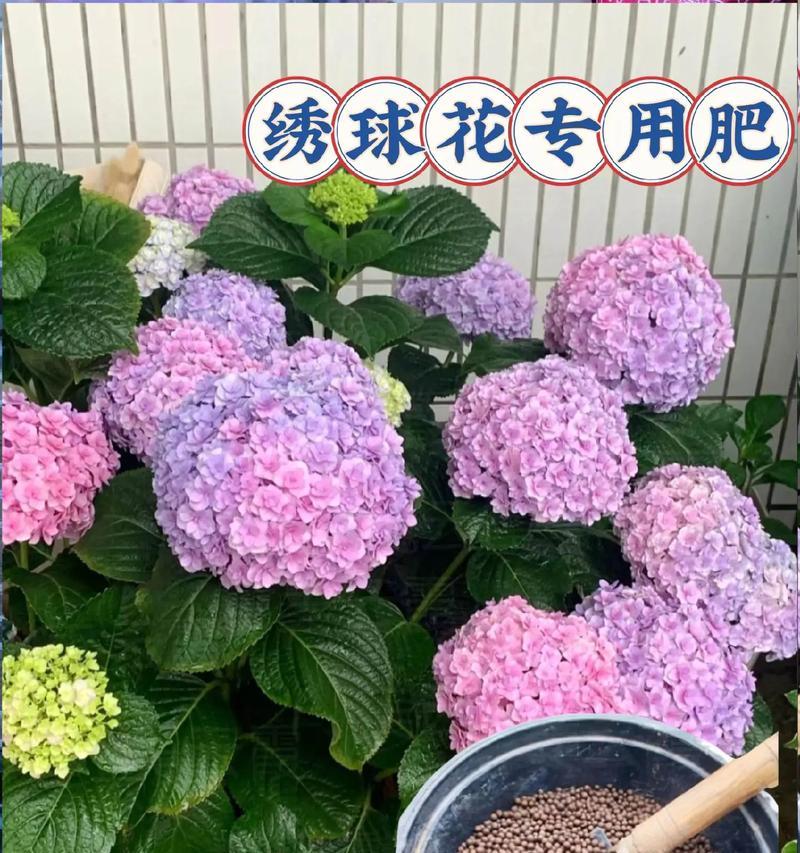 如何为绣球花施肥？（探究最佳肥料及施肥方法）-第1张图片-绿意生活