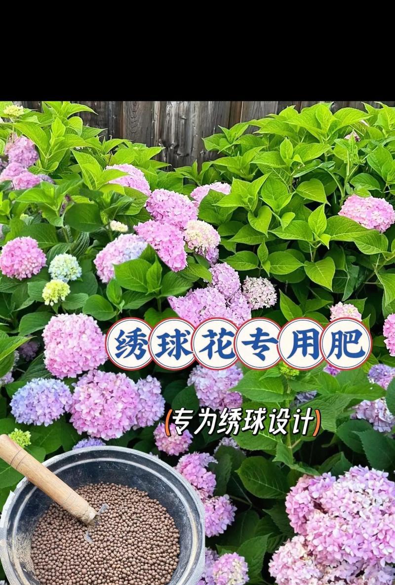 如何为绣球花施肥？（探究最佳肥料及施肥方法）-第2张图片-绿意生活