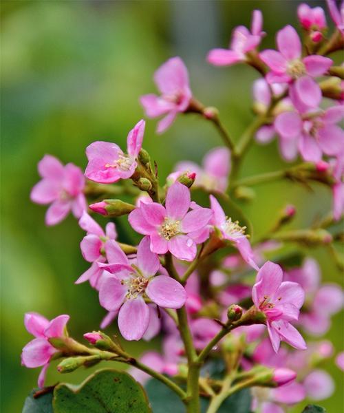 盘点粉色花树，让春天更美好（15种美丽的粉色花树，不容错过）-第2张图片-绿意生活