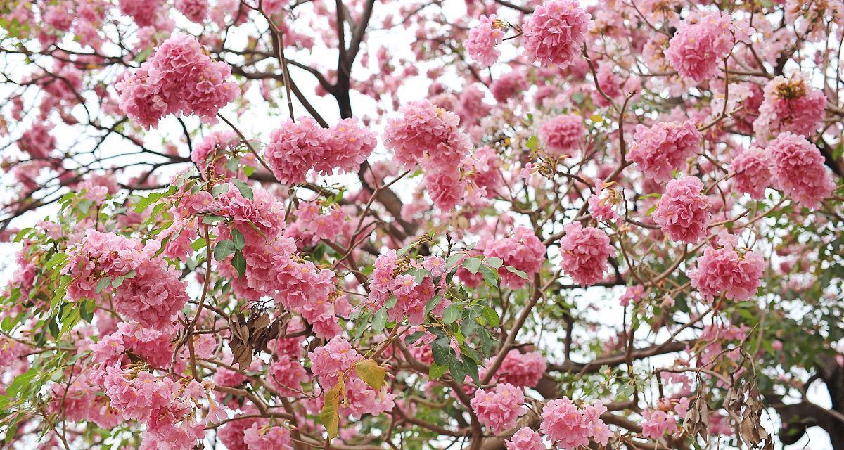 盘点粉色花树，让春天更美好（15种美丽的粉色花树，不容错过）-第3张图片-绿意生活