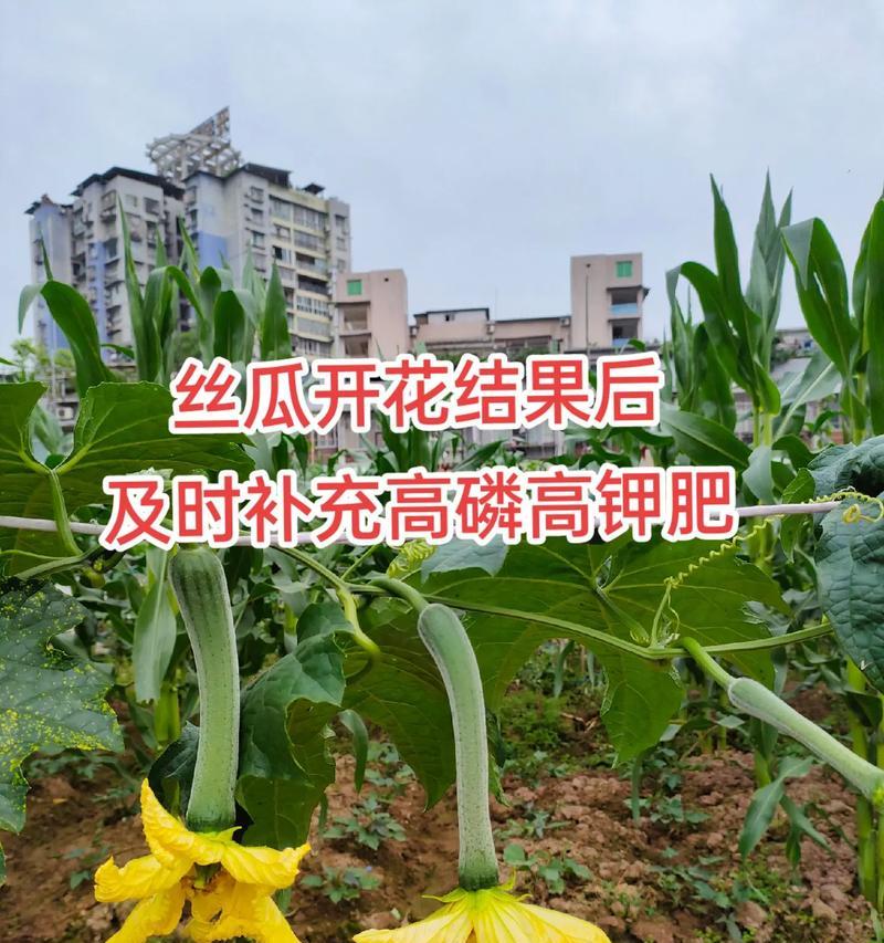 丝瓜开花时间及其特点（探秘丝瓜的花开奥秘，带你了解丝瓜的生长过程）-第1张图片-绿意生活