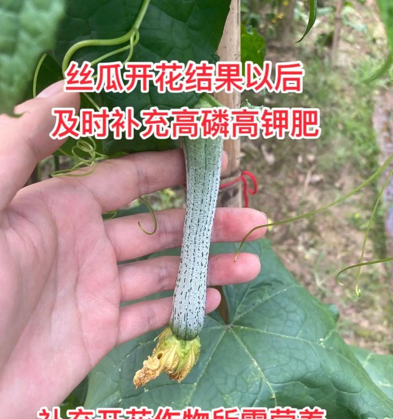 丝瓜开花时间及其特点（探秘丝瓜的花开奥秘，带你了解丝瓜的生长过程）-第3张图片-绿意生活