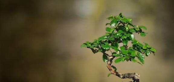 发财树能否浇硫酸亚铁？（揭开发财树浇水秘密，提升植物养护水平）-第2张图片-绿意生活