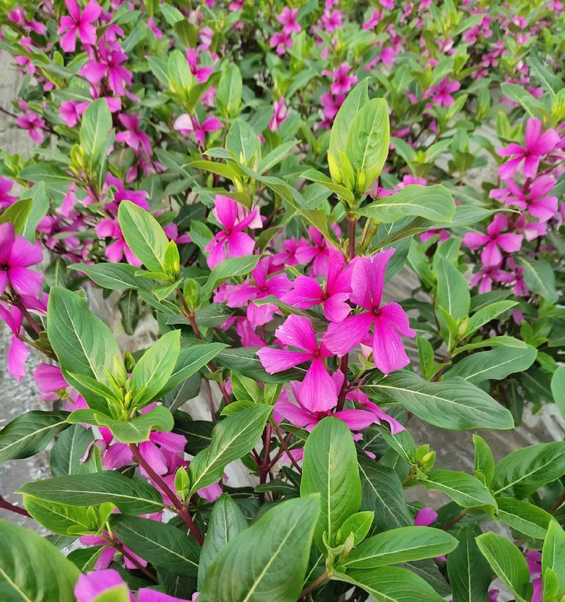 长春花种子的最佳播种时间（掌握正确时间，助力长春花开出更美的花朵）-第1张图片-绿意生活