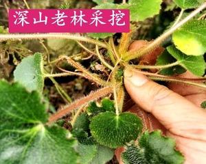 如何水培虎耳草（水培方法和注意事项详解）-第1张图片-绿意生活