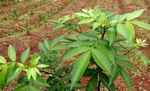 花椒树苗栽种最佳时间（掌握栽种时间，让花椒生长更健康）-第1张图片-绿意生活