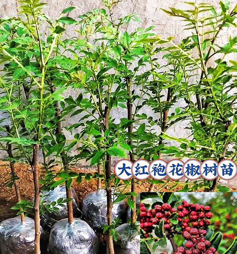 花椒树苗栽种最佳时间（掌握栽种时间，让花椒生长更健康）-第3张图片-绿意生活