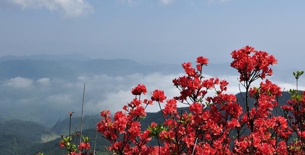 选择最佳品种，打造绚丽映山红（如何选择最适合的映山红品种？）-第2张图片-绿意生活