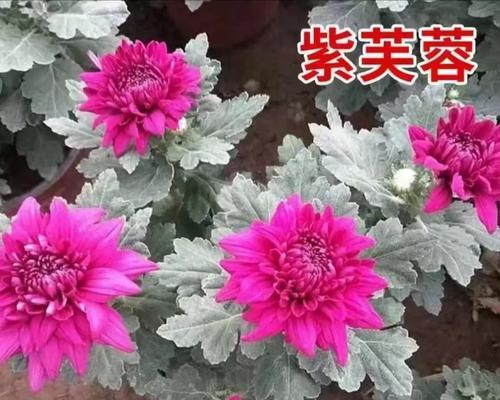 菊花养殖全攻略（方法、要点、养护一网打尽）-第3张图片-绿意生活