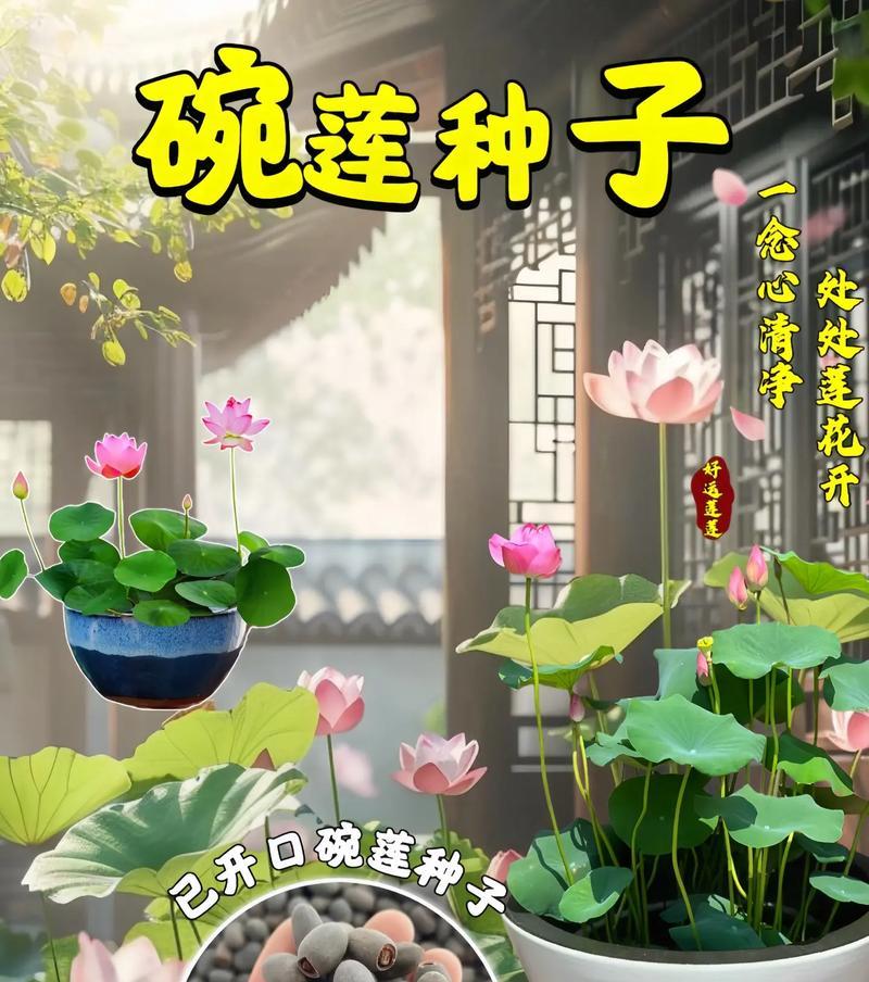 如何种植莲花种子（全面了解莲花种子的种植过程）-第1张图片-绿意生活