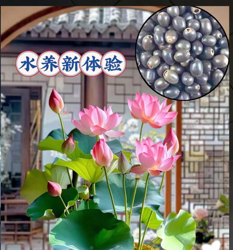 如何种植莲花种子（全面了解莲花种子的种植过程）-第2张图片-绿意生活