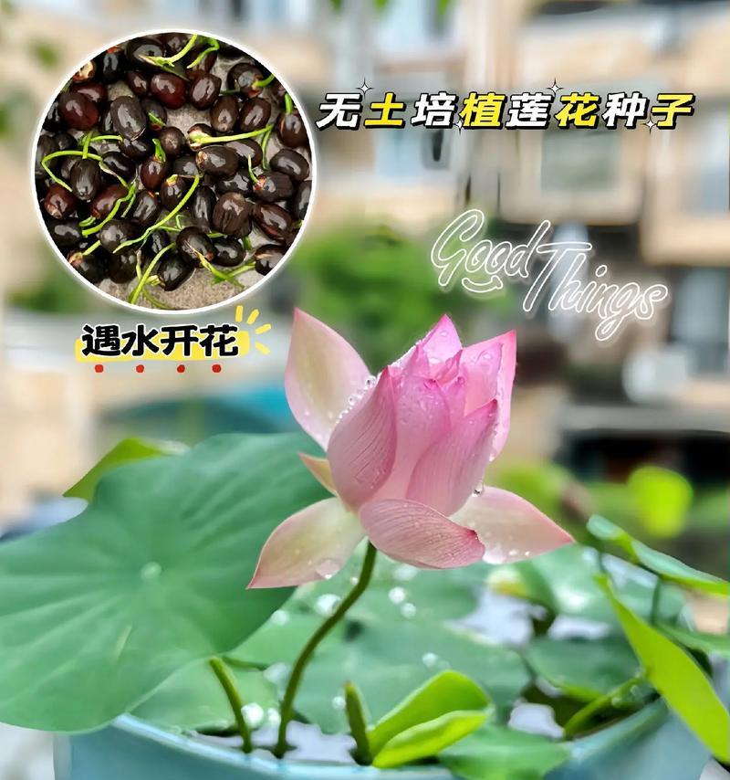 如何种植莲花种子（全面了解莲花种子的种植过程）-第3张图片-绿意生活