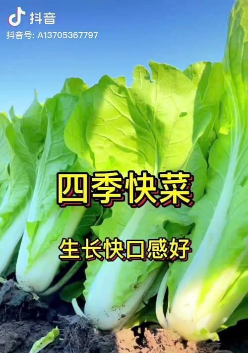 掌握时令，种植更得心应手——快菜种植全攻略-第1张图片-绿意生活