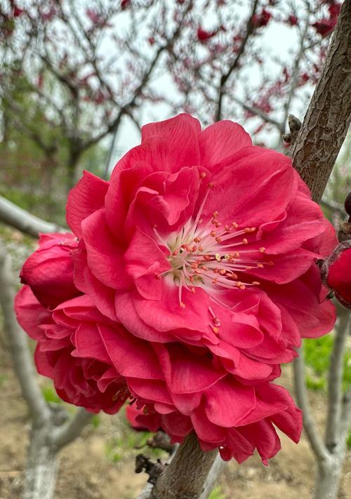 海棠花喜欢阳光吗？（探究海棠花对阳光的喜好）-第3张图片-绿意生活