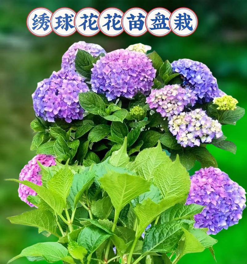 探秘绣球花的花期（一年四季，花开不断）-第1张图片-绿意生活